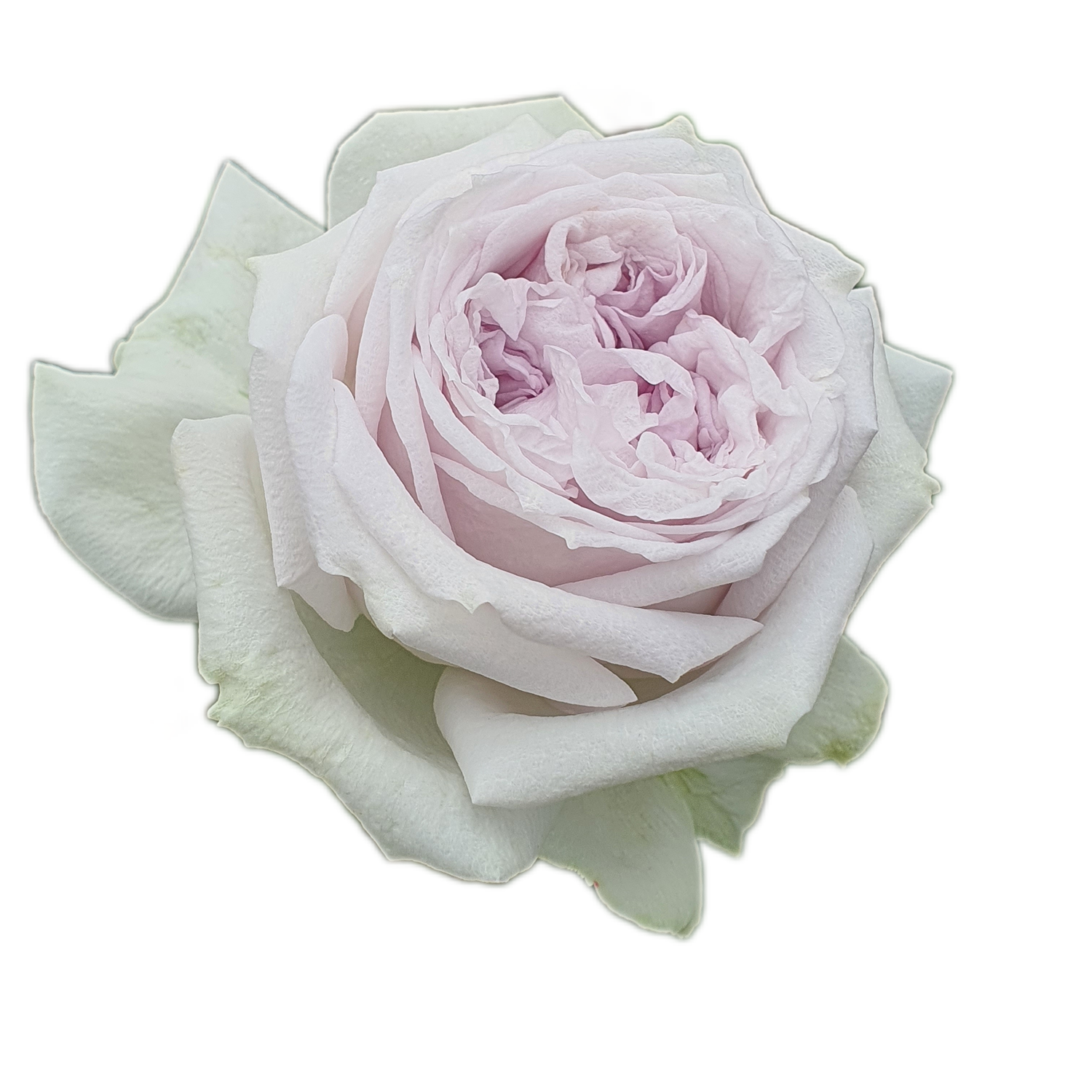 100 Roses NFT,s collection