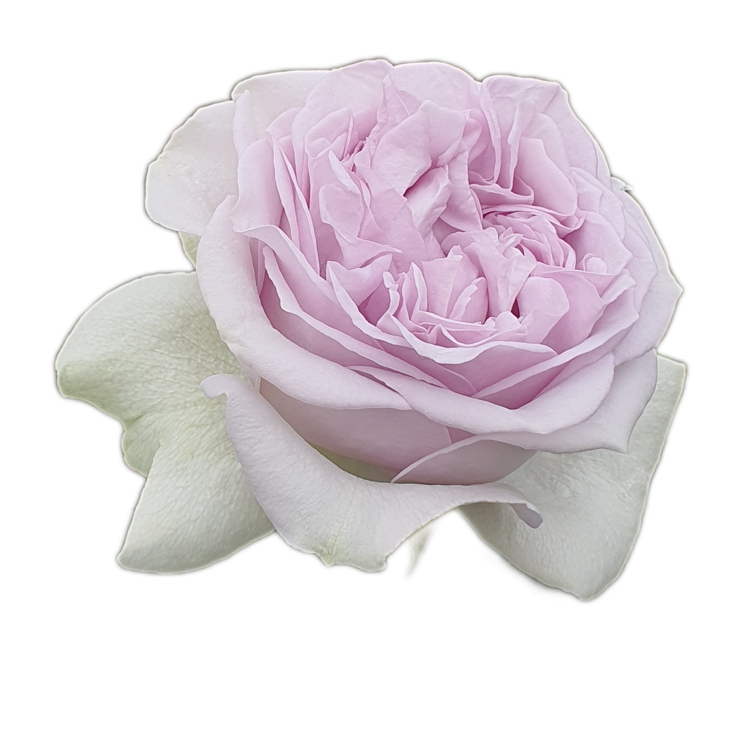 100 Roses NFT,s collection