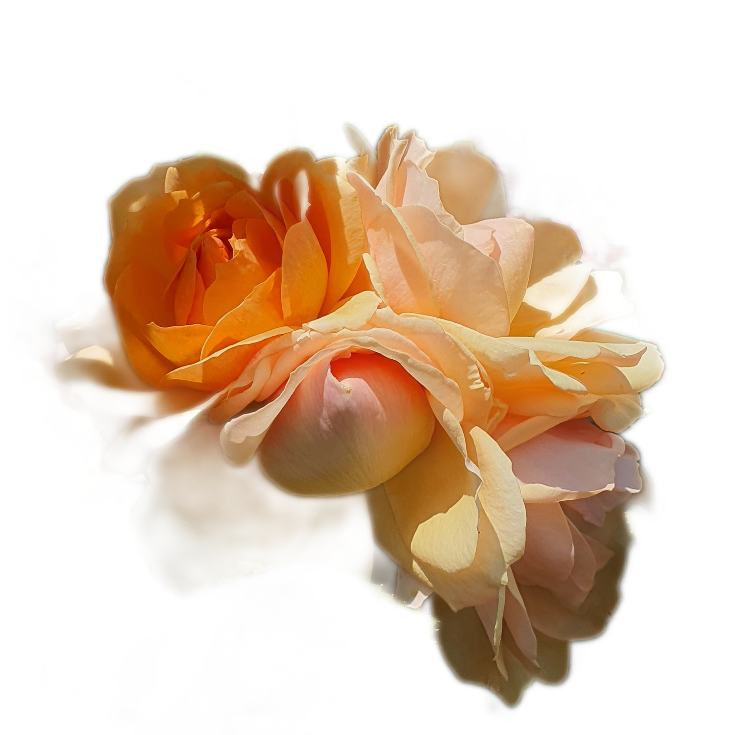 100 Roses NFT,s collection