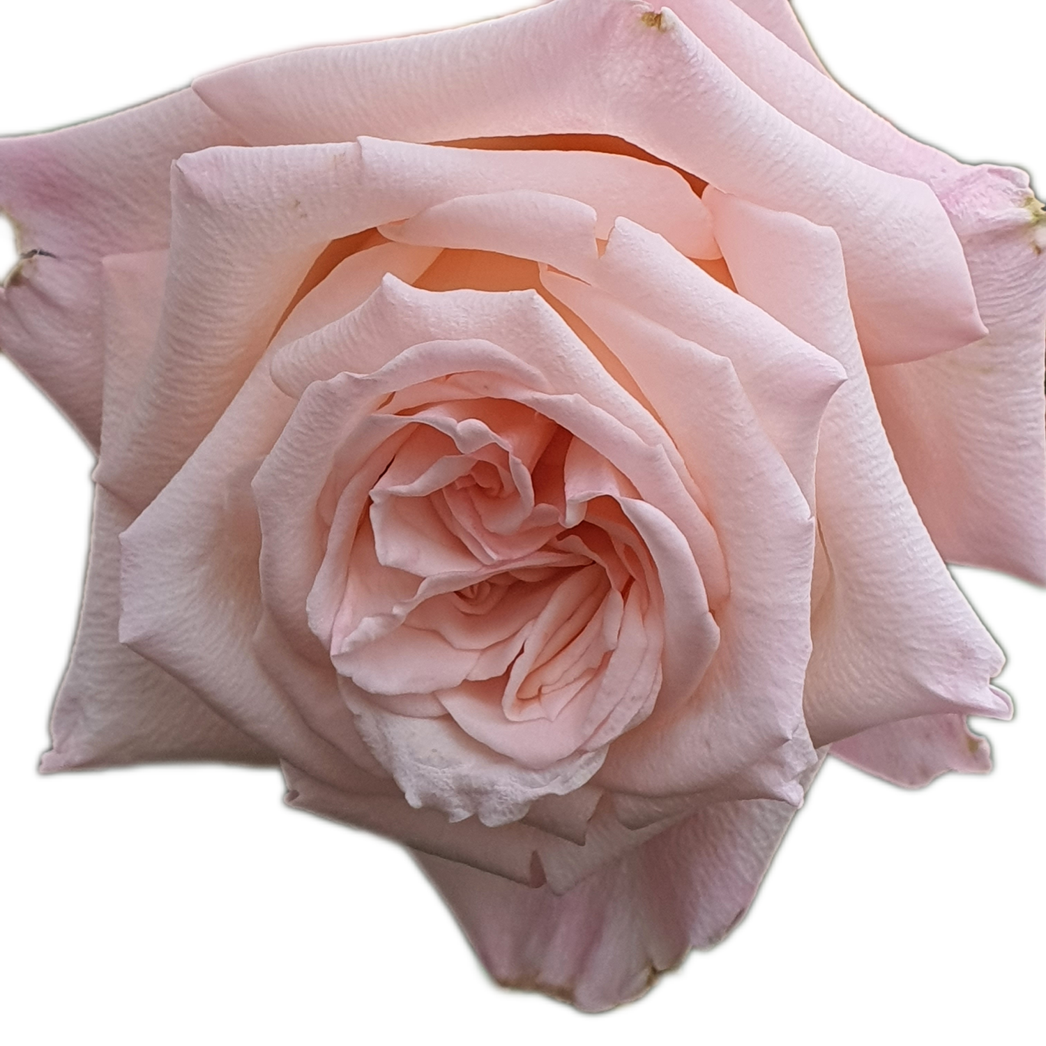 100 Roses NFT,s collection