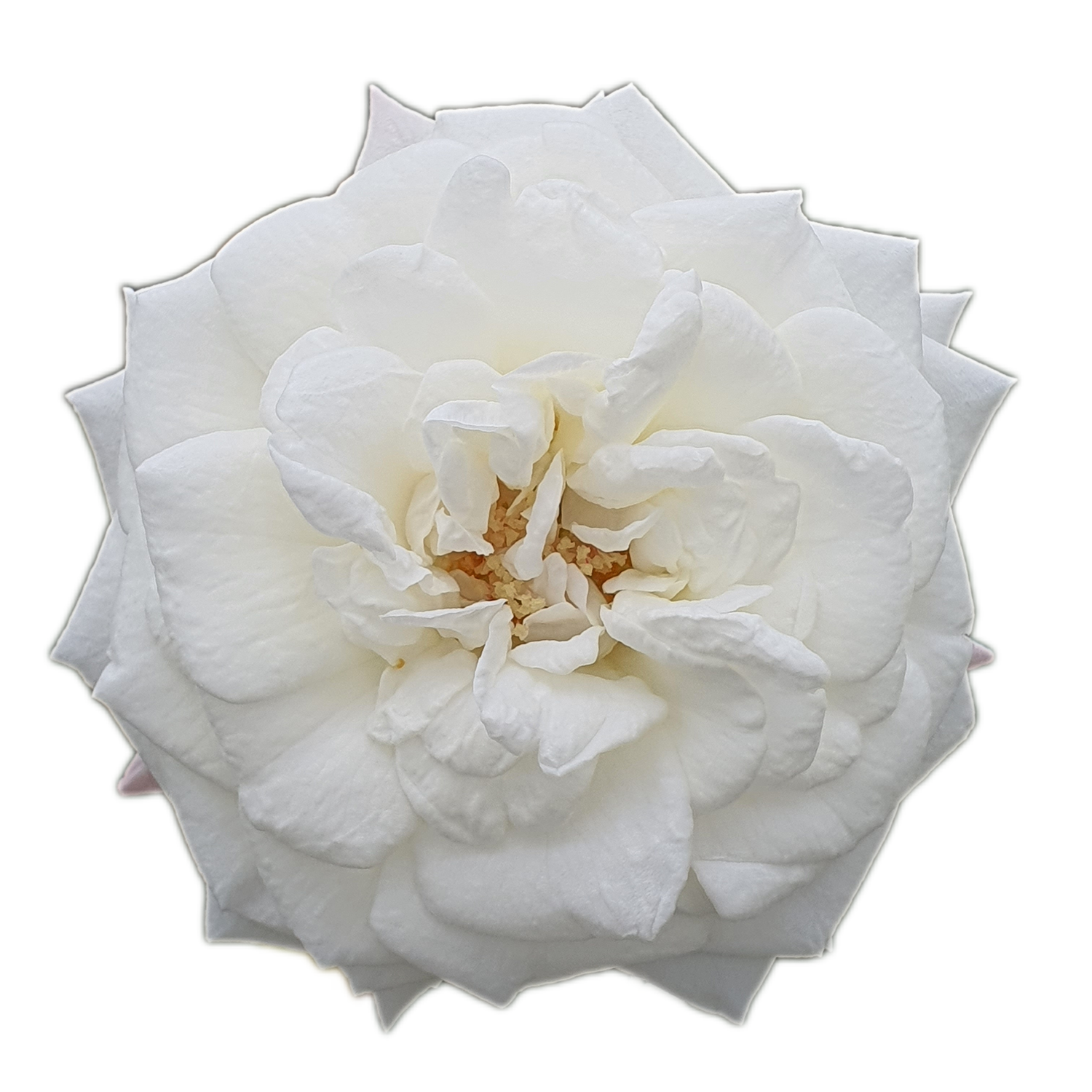 100 Roses NFT,s collection