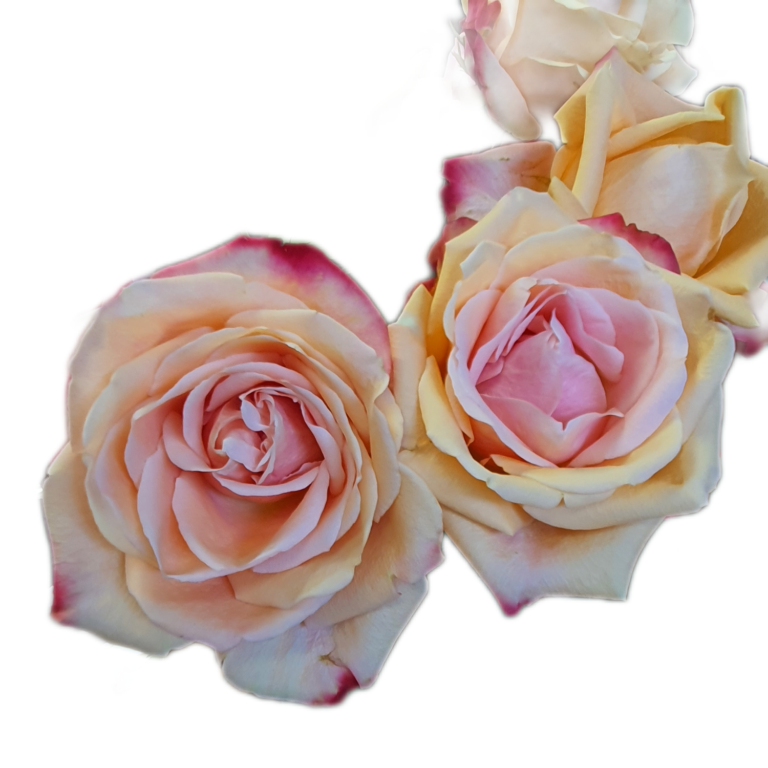 100 Roses NFT,s collection