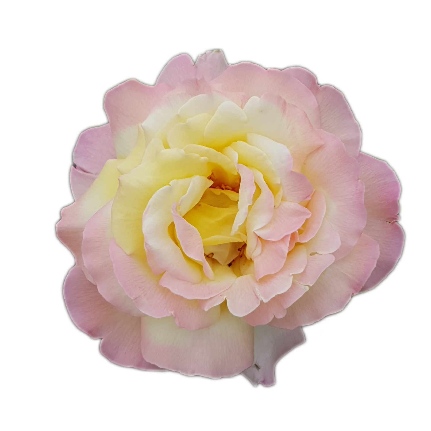100 Roses NFT,s collection