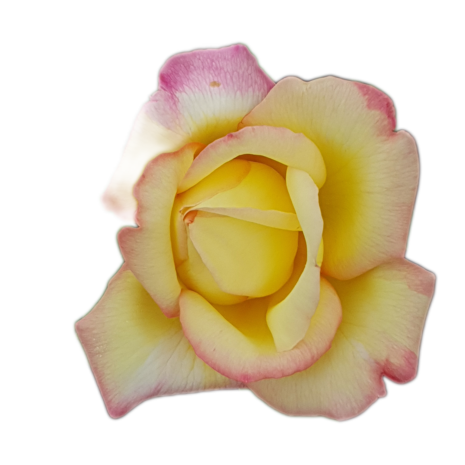 100 Roses NFT,s collection