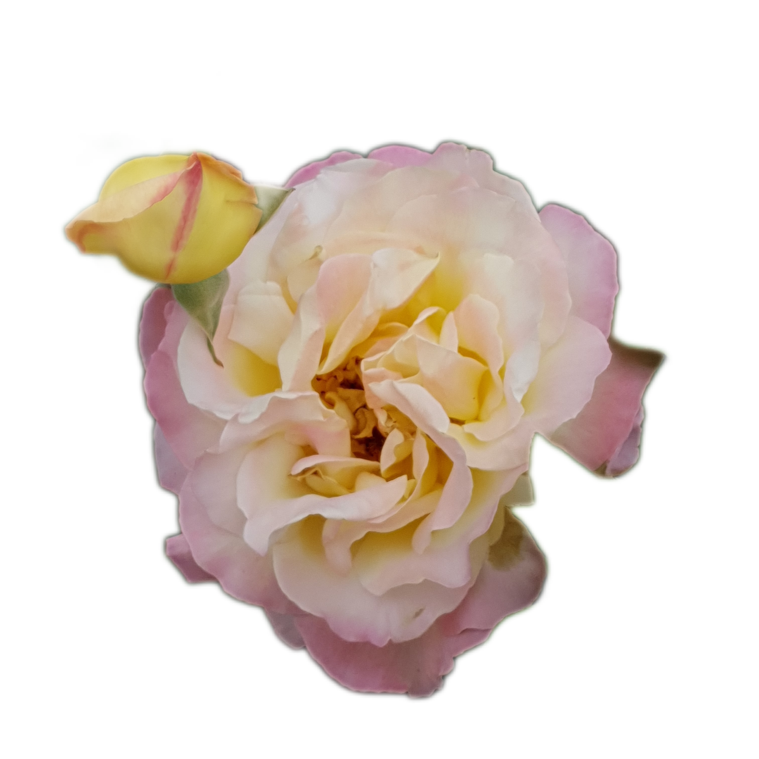 100 Roses NFT,s collection