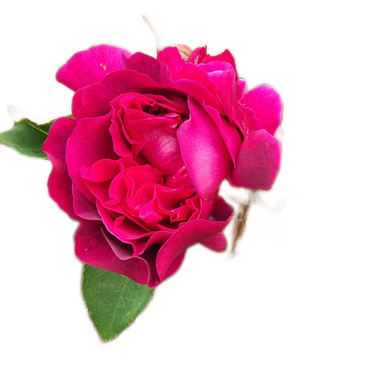 100 Roses NFT,s collection