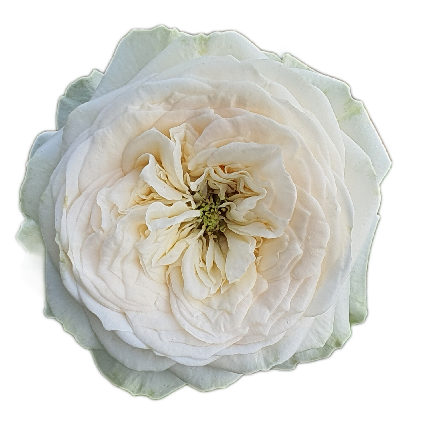 100 Roses NFT,s collection