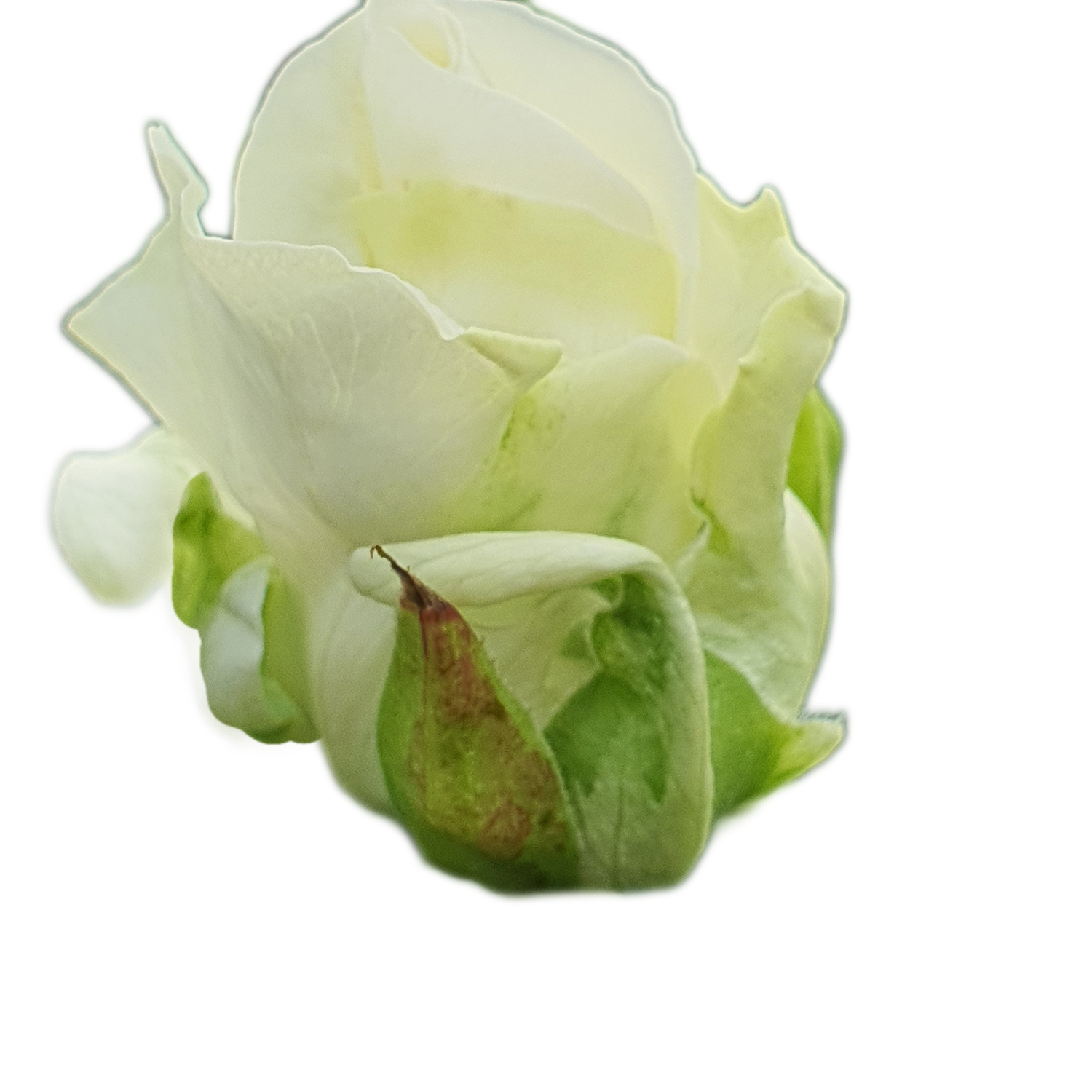100 Roses NFT,s collection