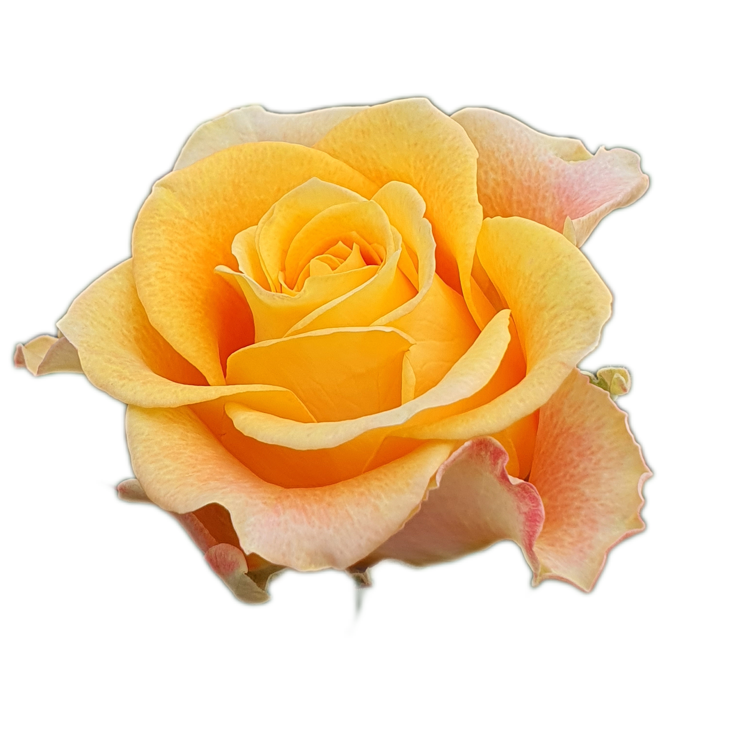 100 Roses NFT,s collection