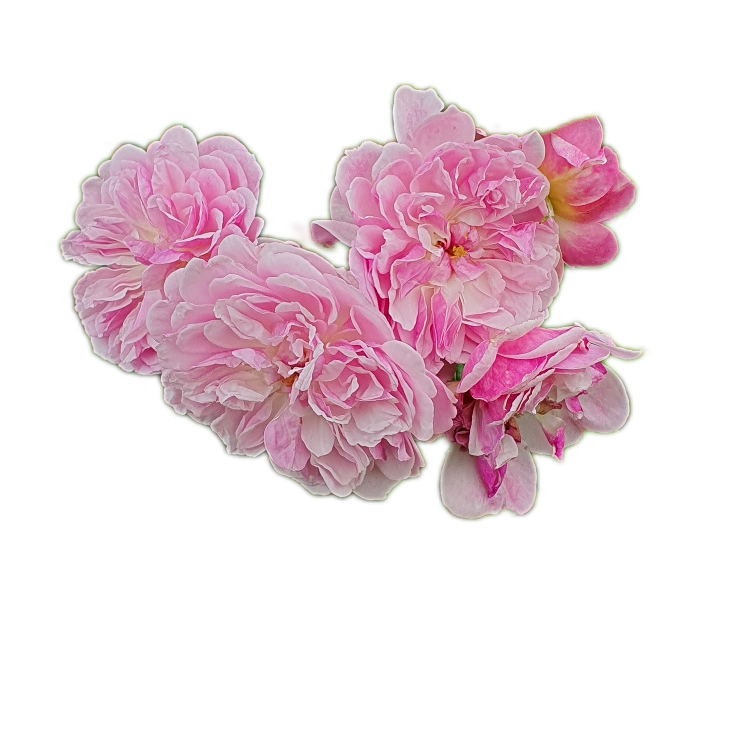 100 Roses NFT,s collection