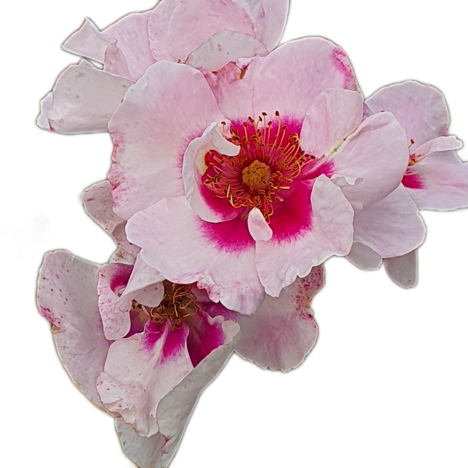 100 Roses NFT,s collection