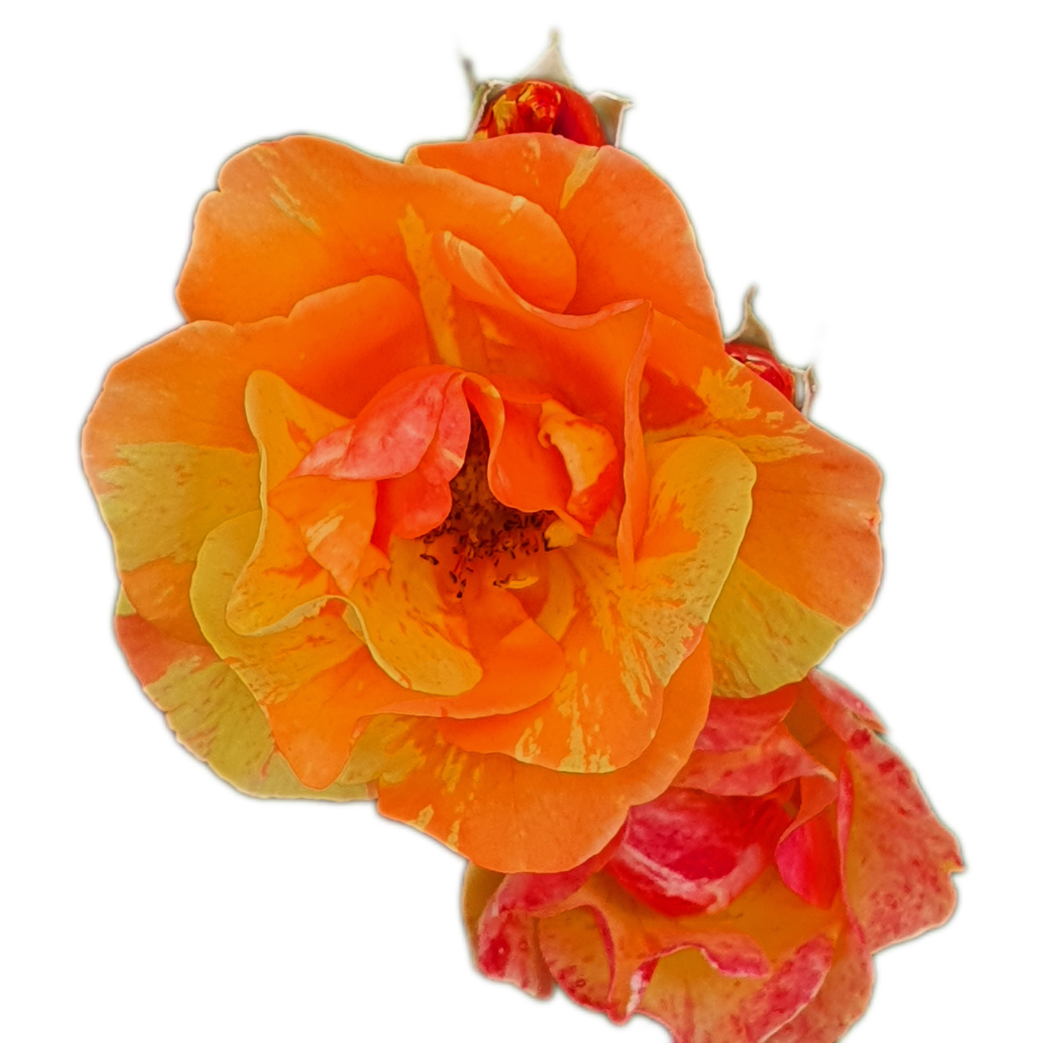 100 Roses NFT,s collection