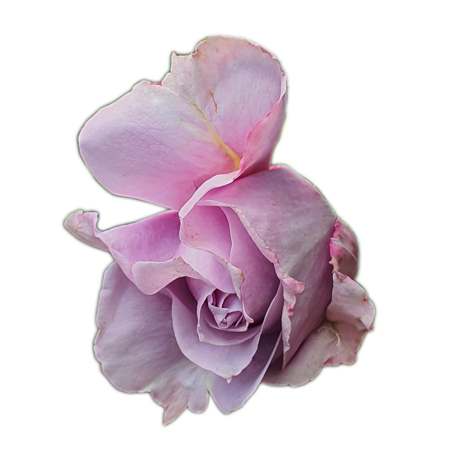 100 Roses NFT,s collection