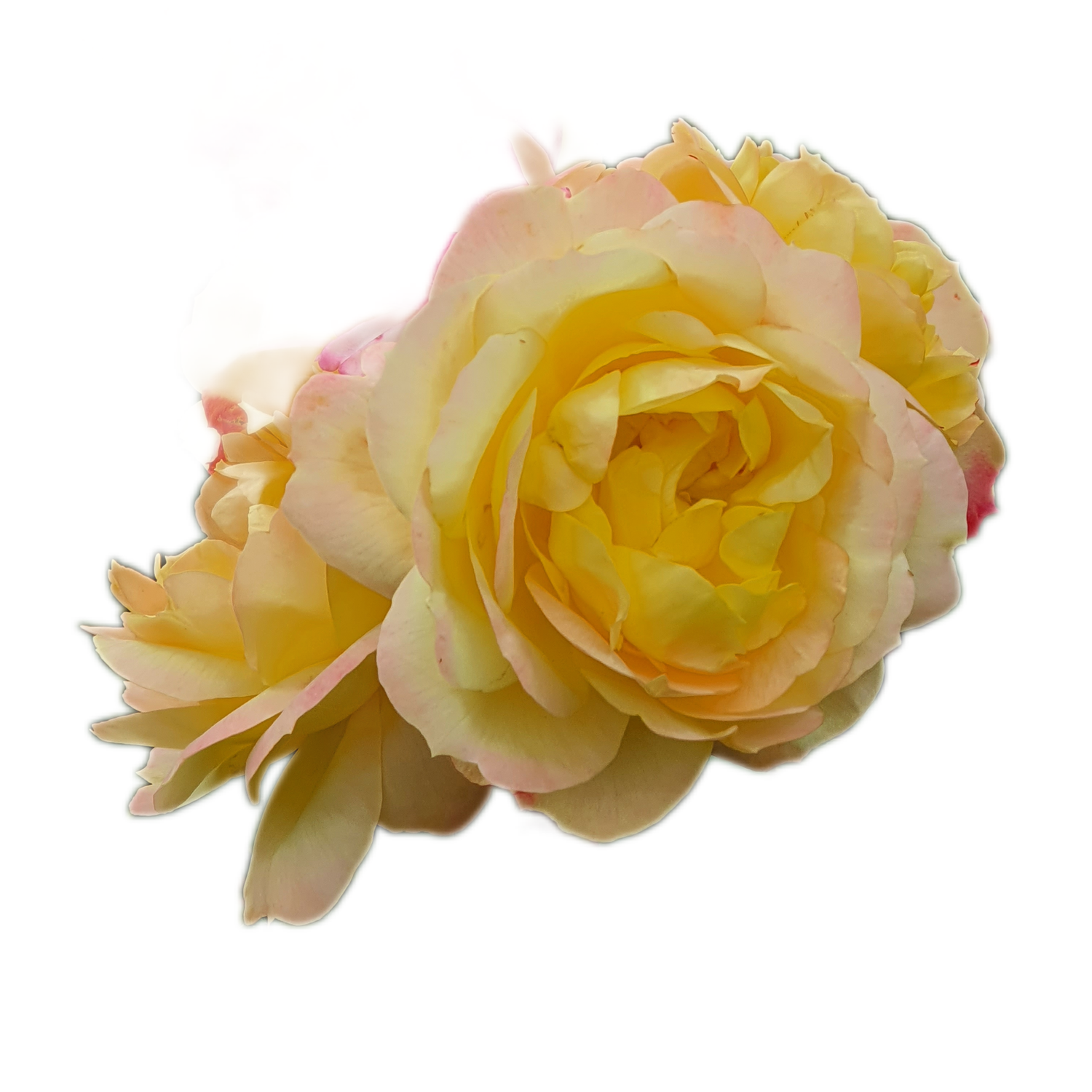 100 Roses NFT,s collection