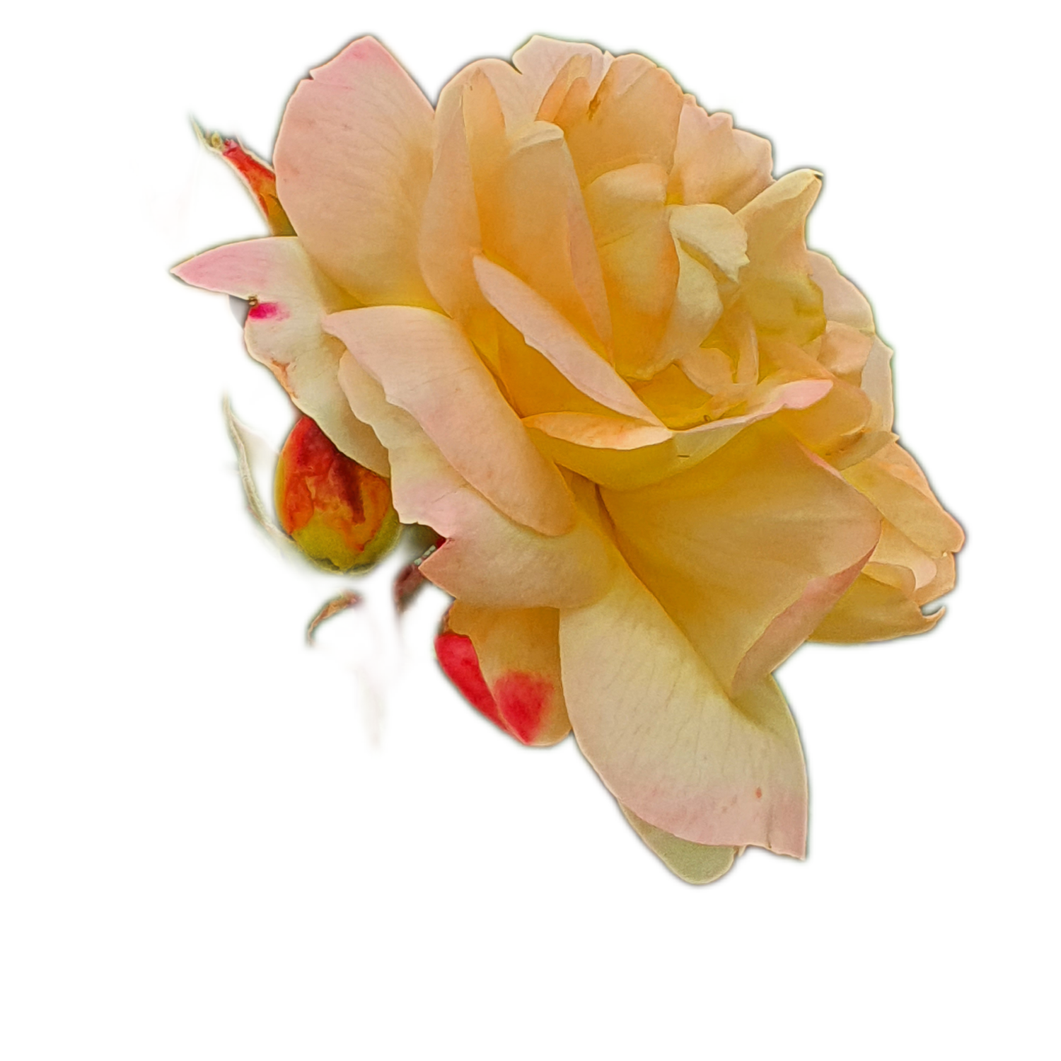 100 Roses NFT,s collection