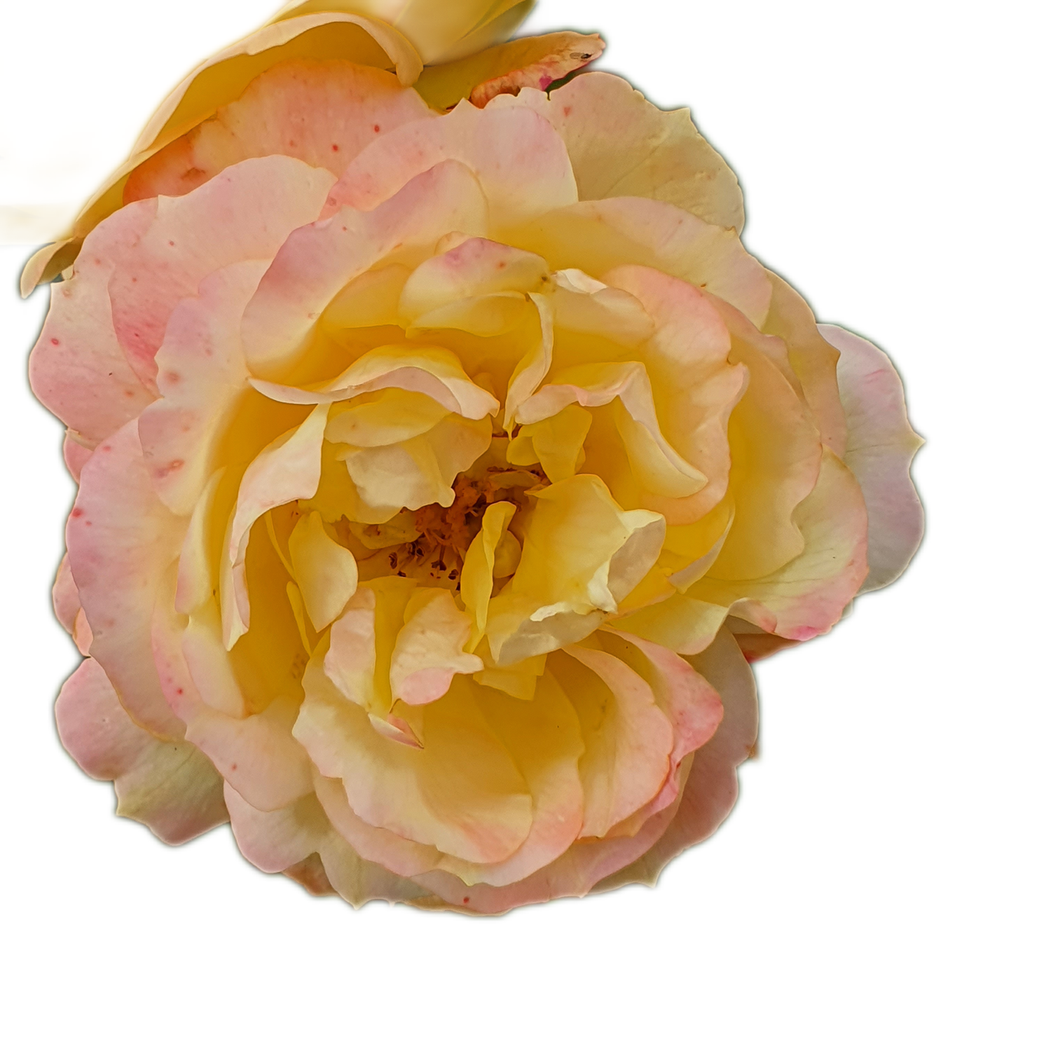 100 Roses NFT,s collection