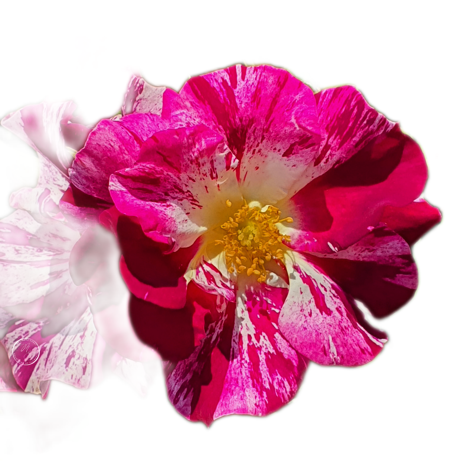 100 Roses NFT,s collection