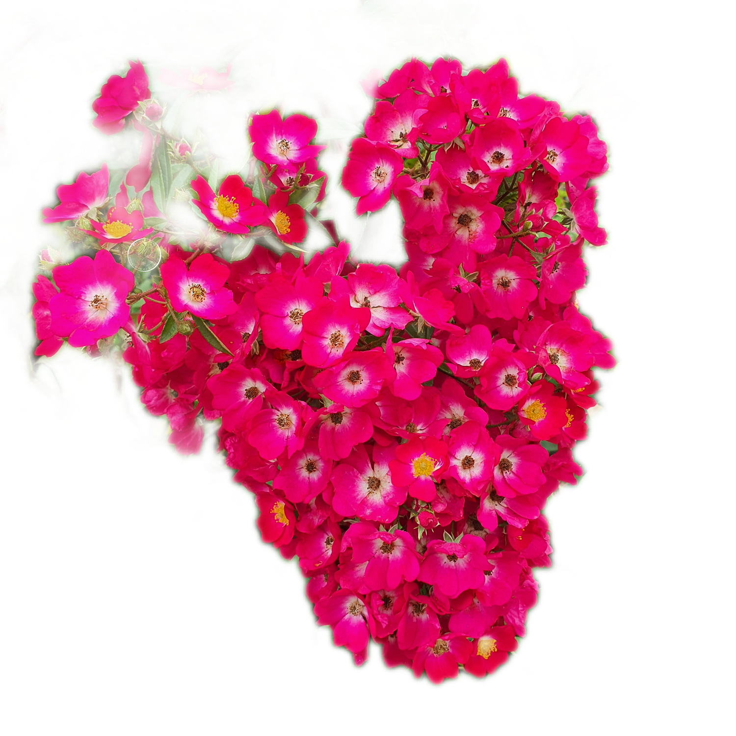 100 Roses NFT,s collection