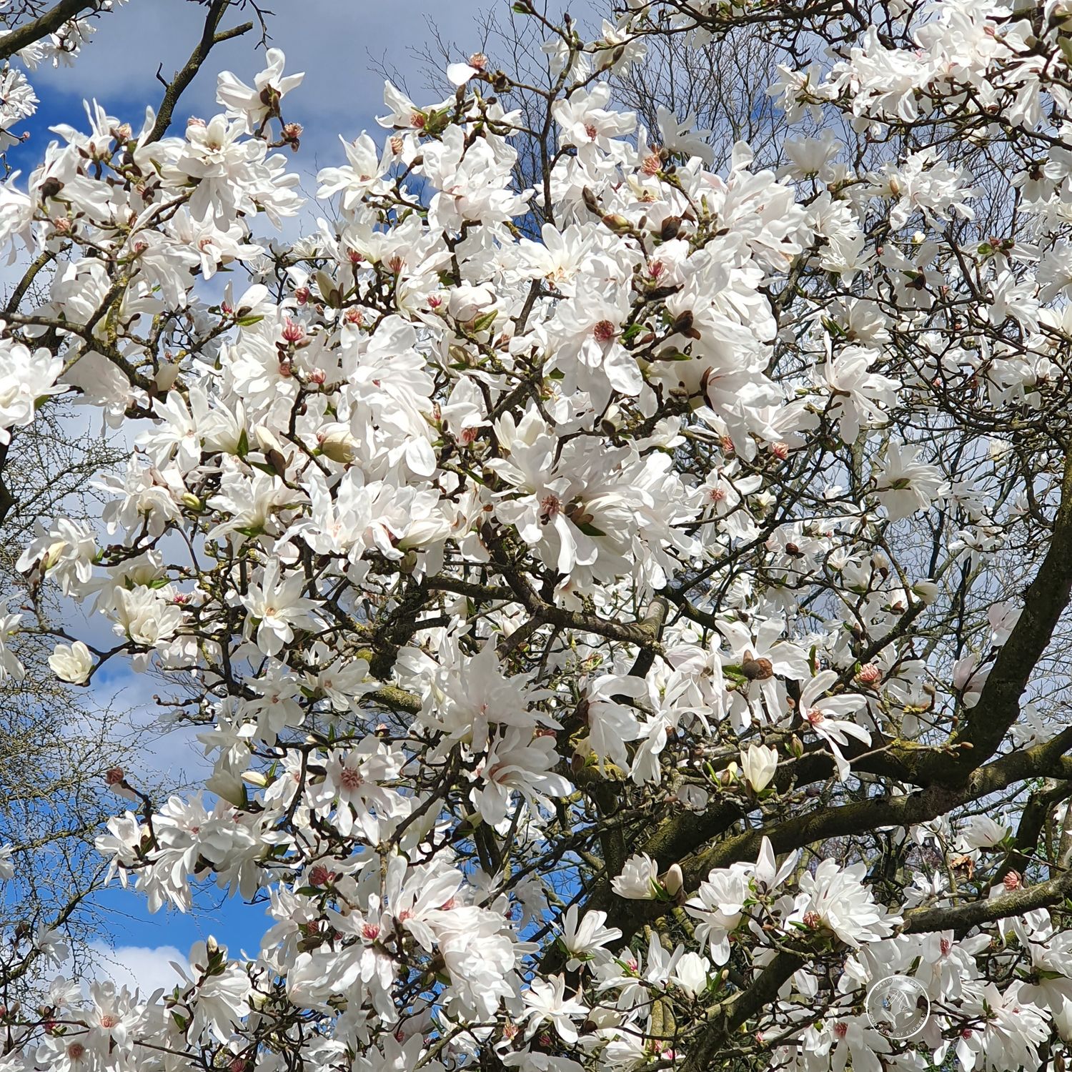SpringFlowers