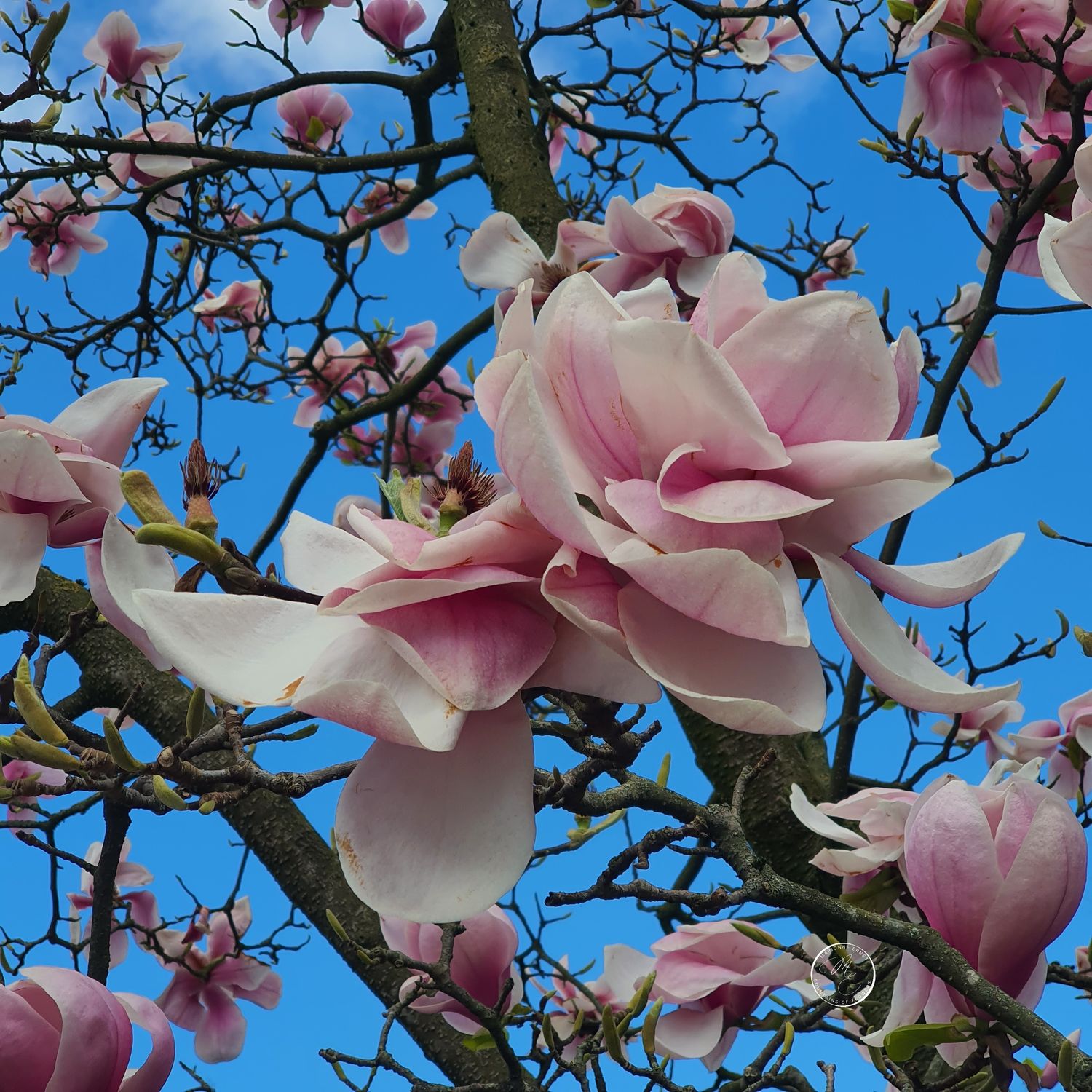 SpringFlowers