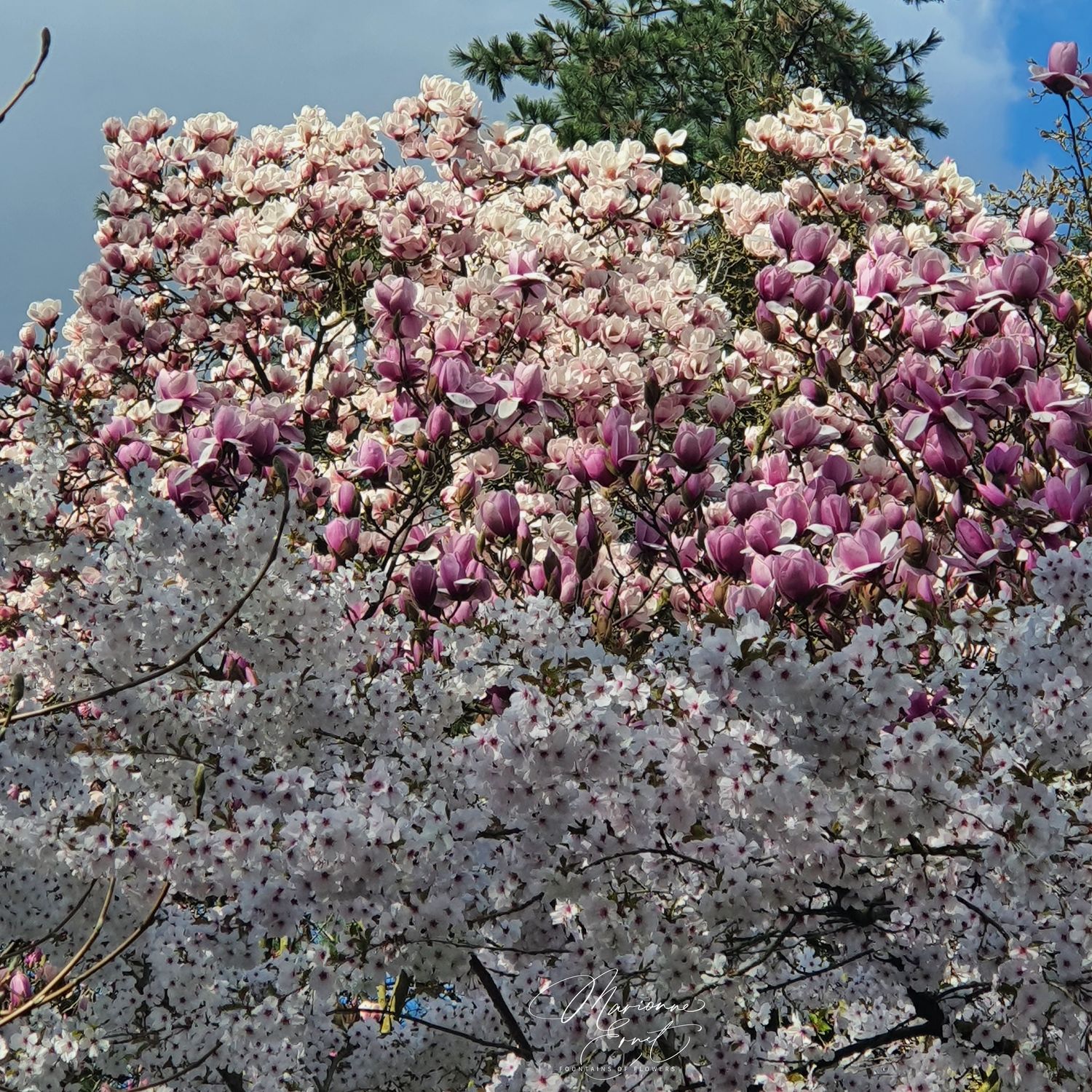 SpringFlowers