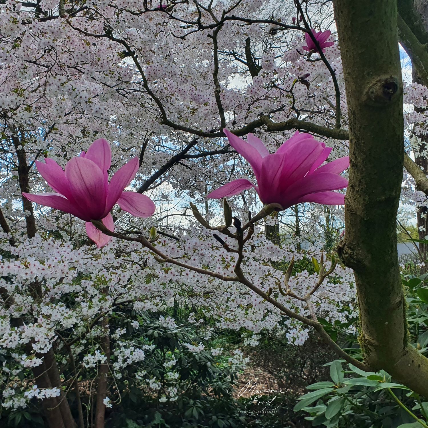 SpringFlowers