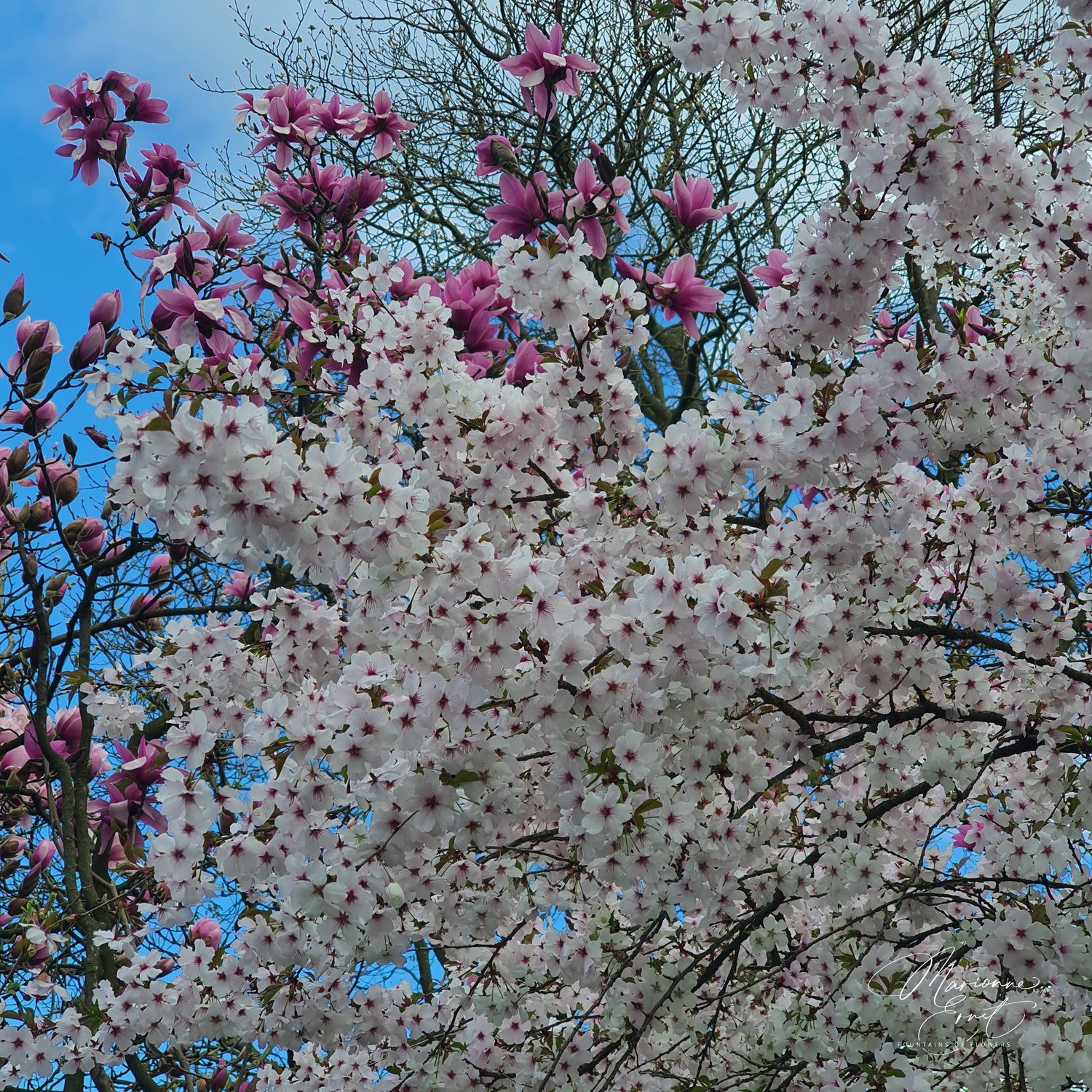 SpringFlowers