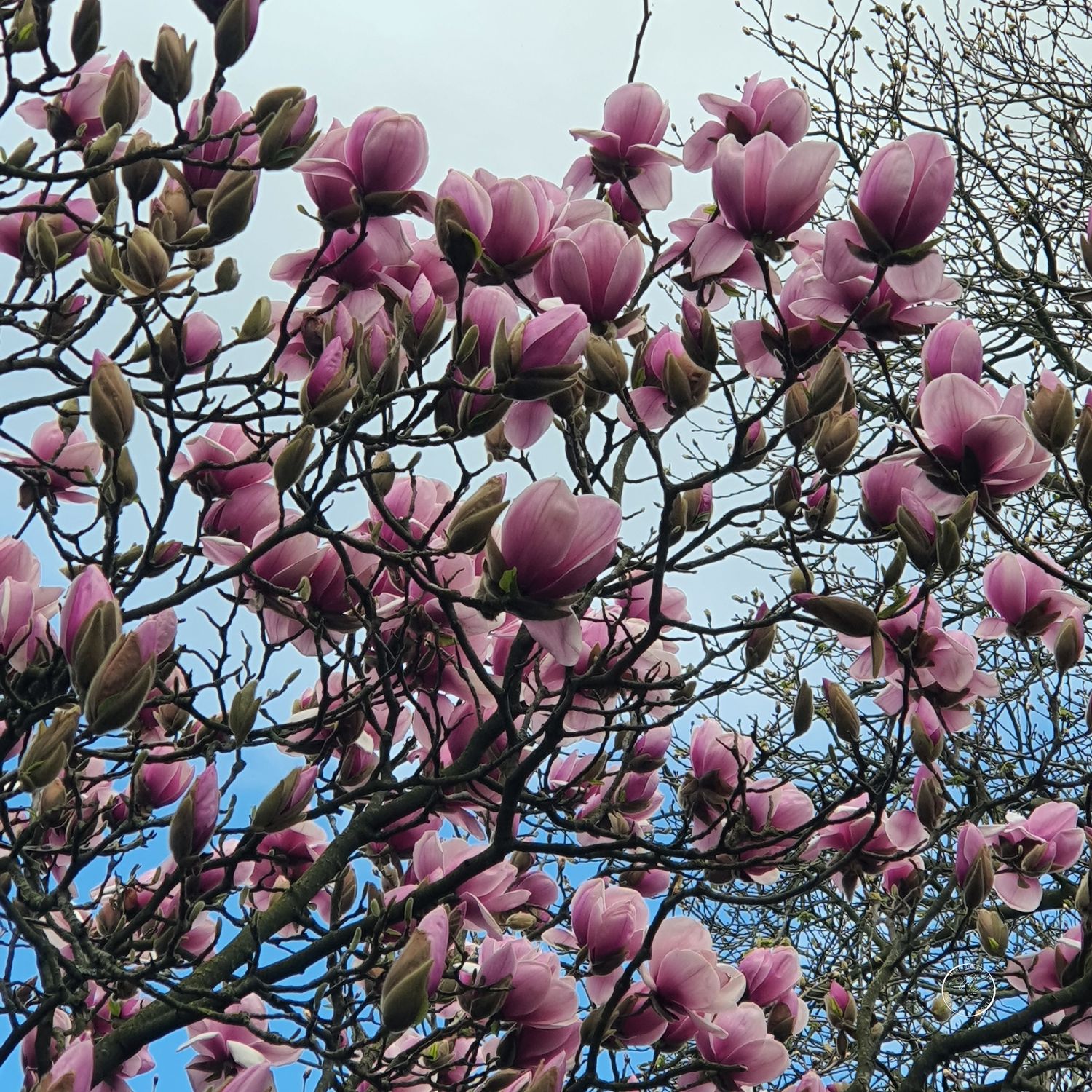 SpringFlowers