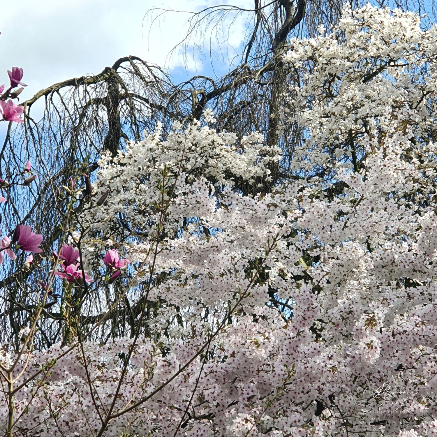 SpringFlowers