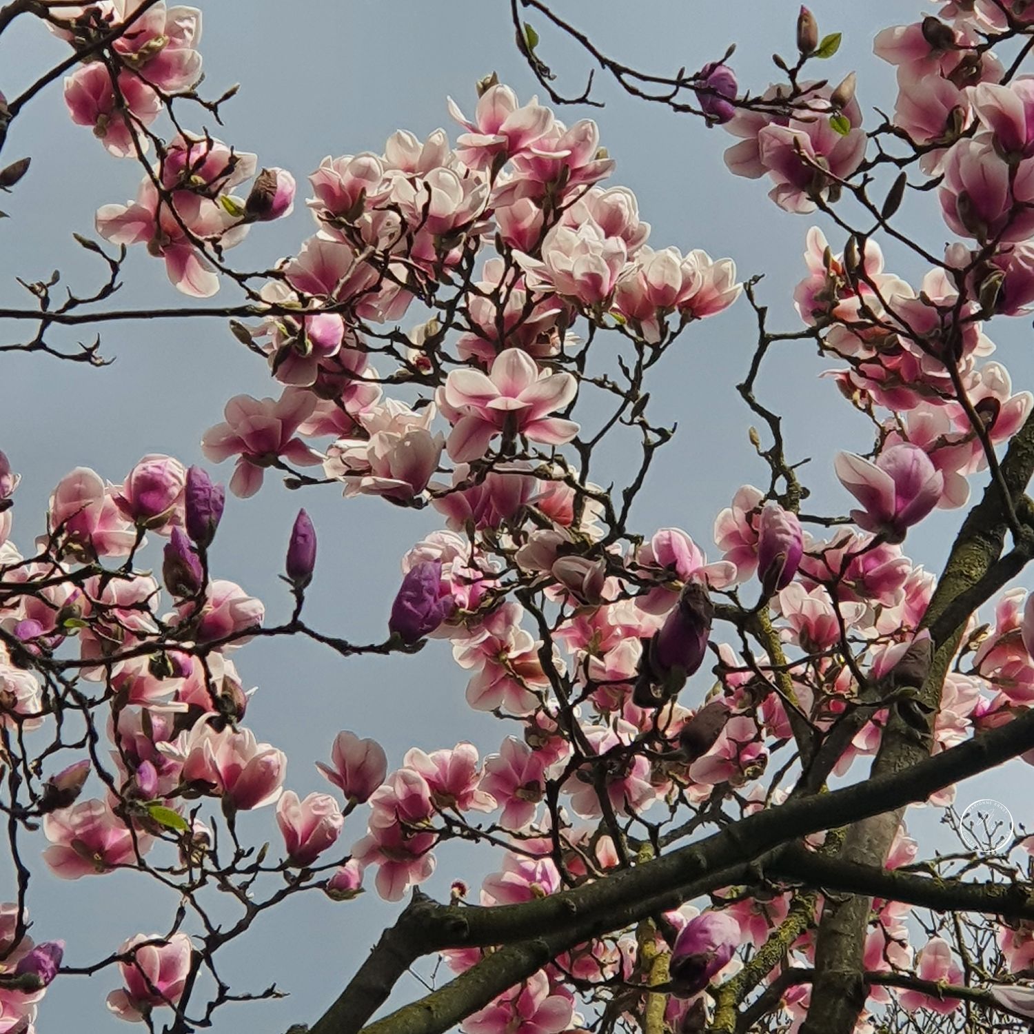 SpringFlowers