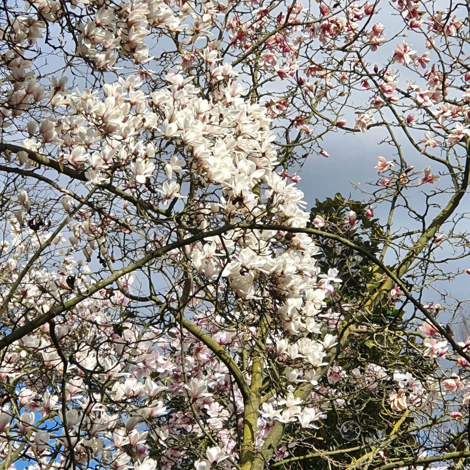 SpringFlowers