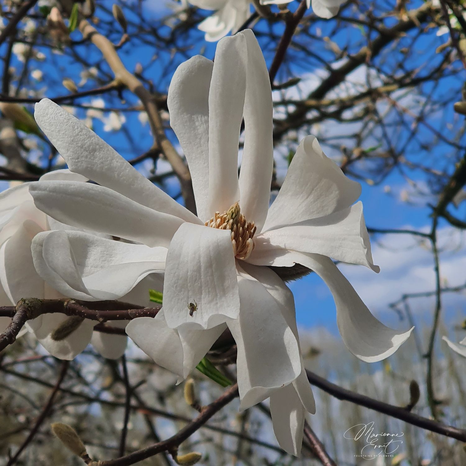 SpringFlowers
