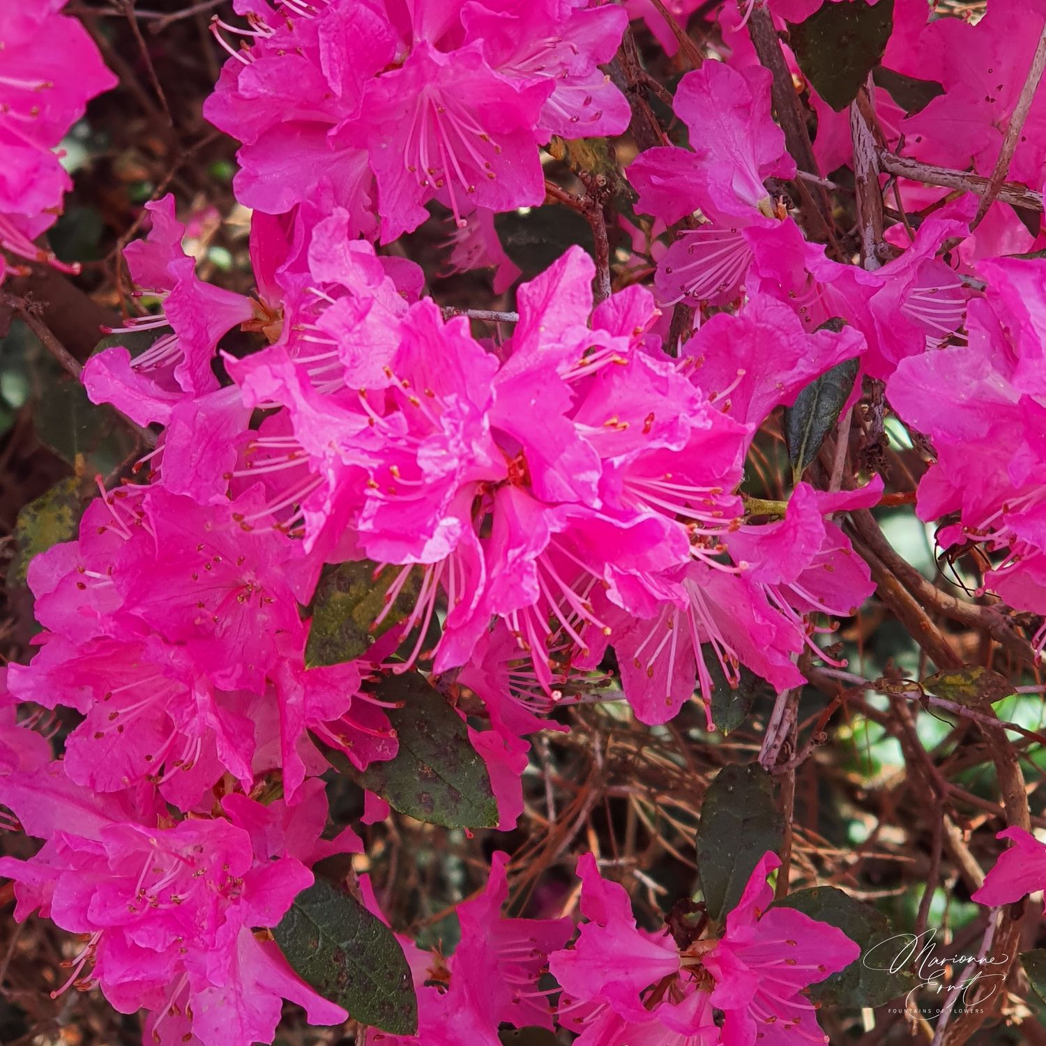 SpringFlowers