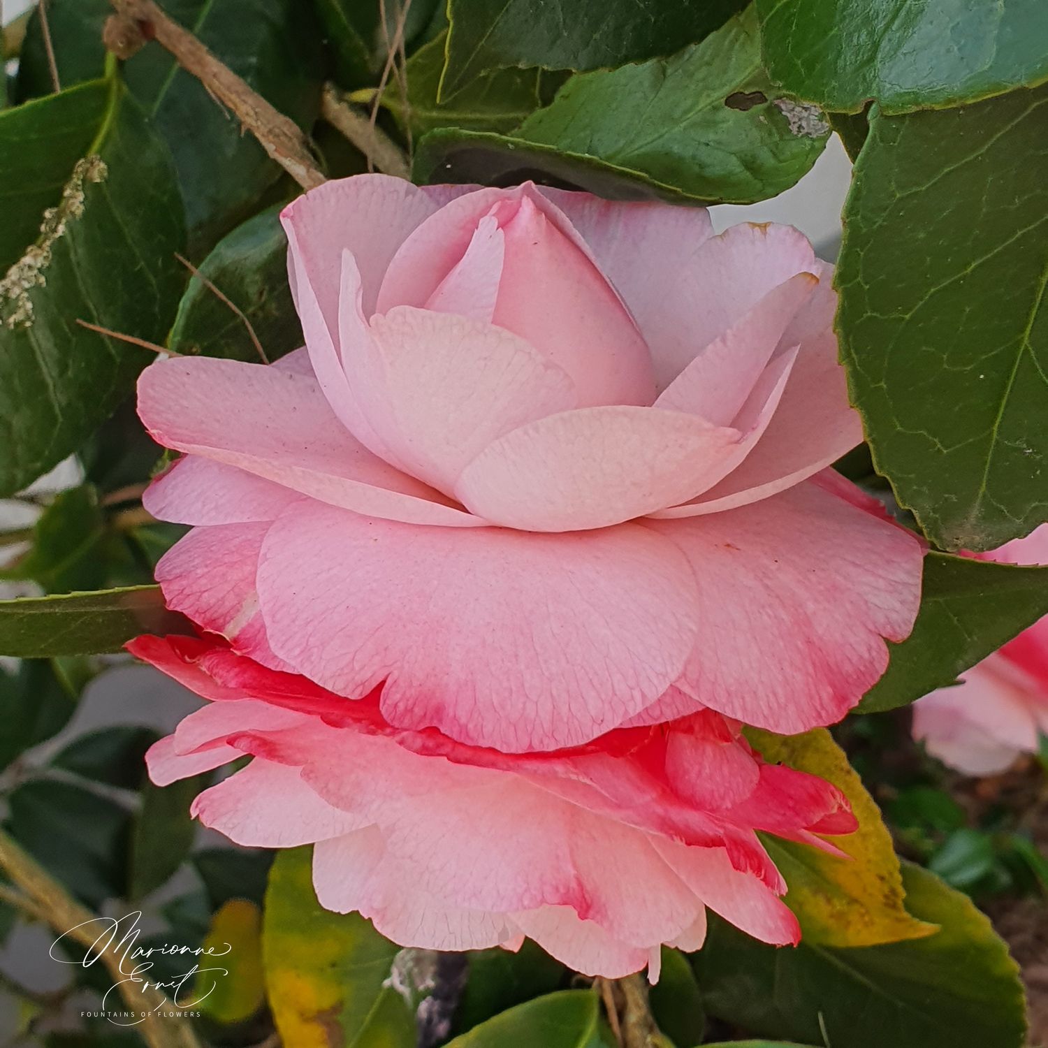 SpringFlowers