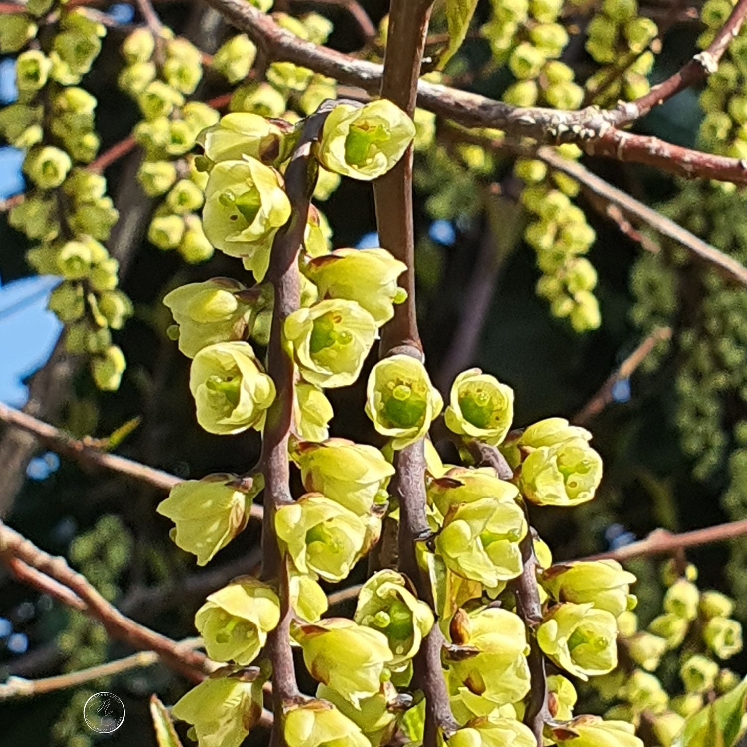 SpringFlowers