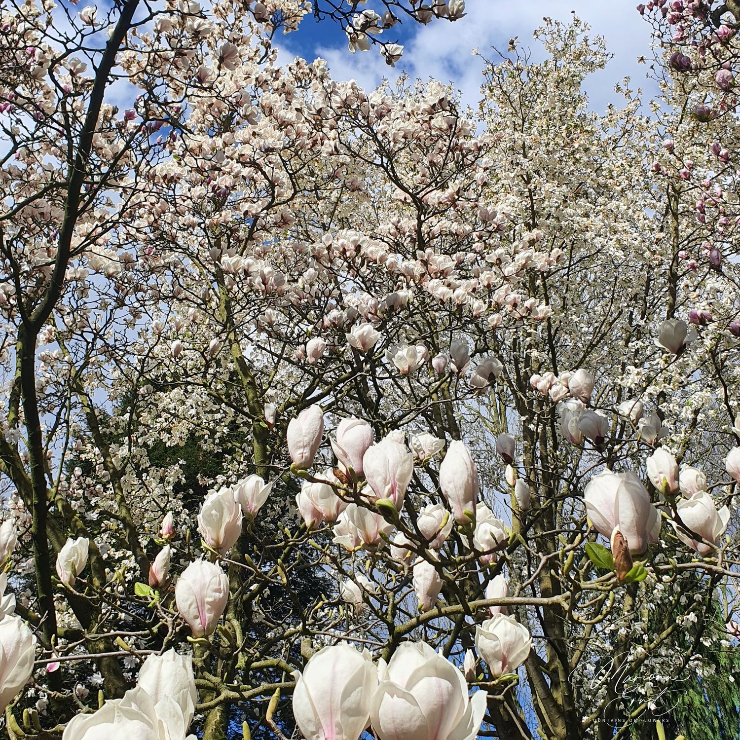 SpringFlowers