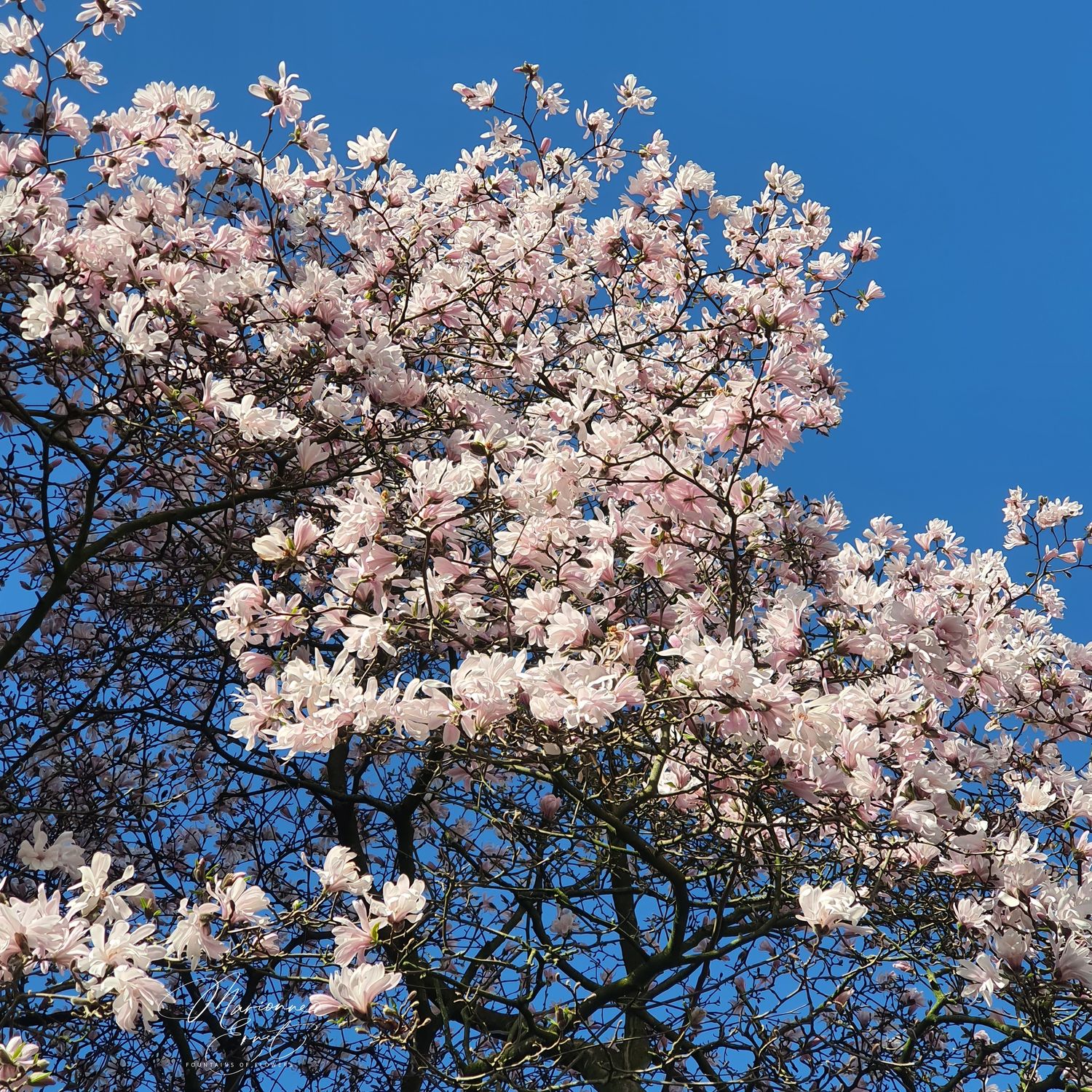 SpringFlowers