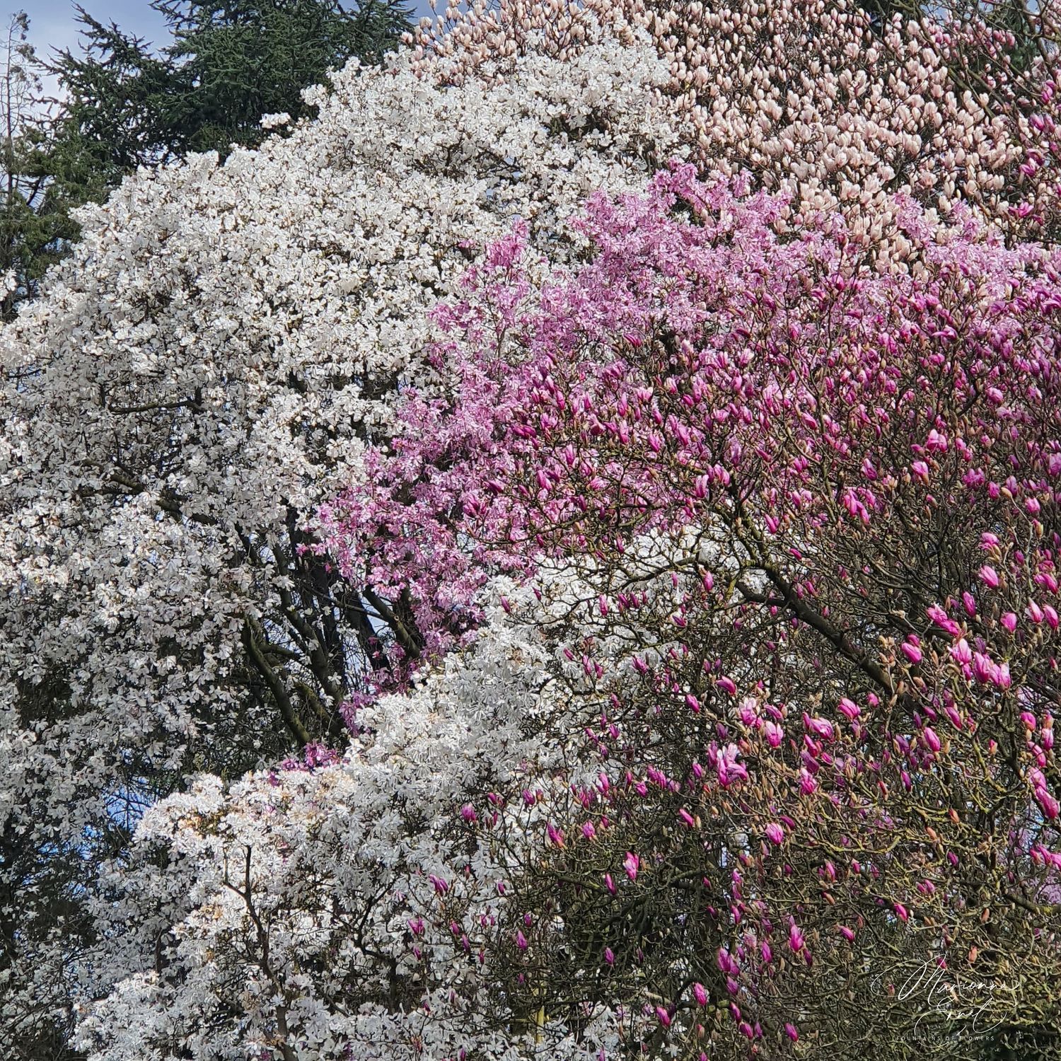 SpringFlowers