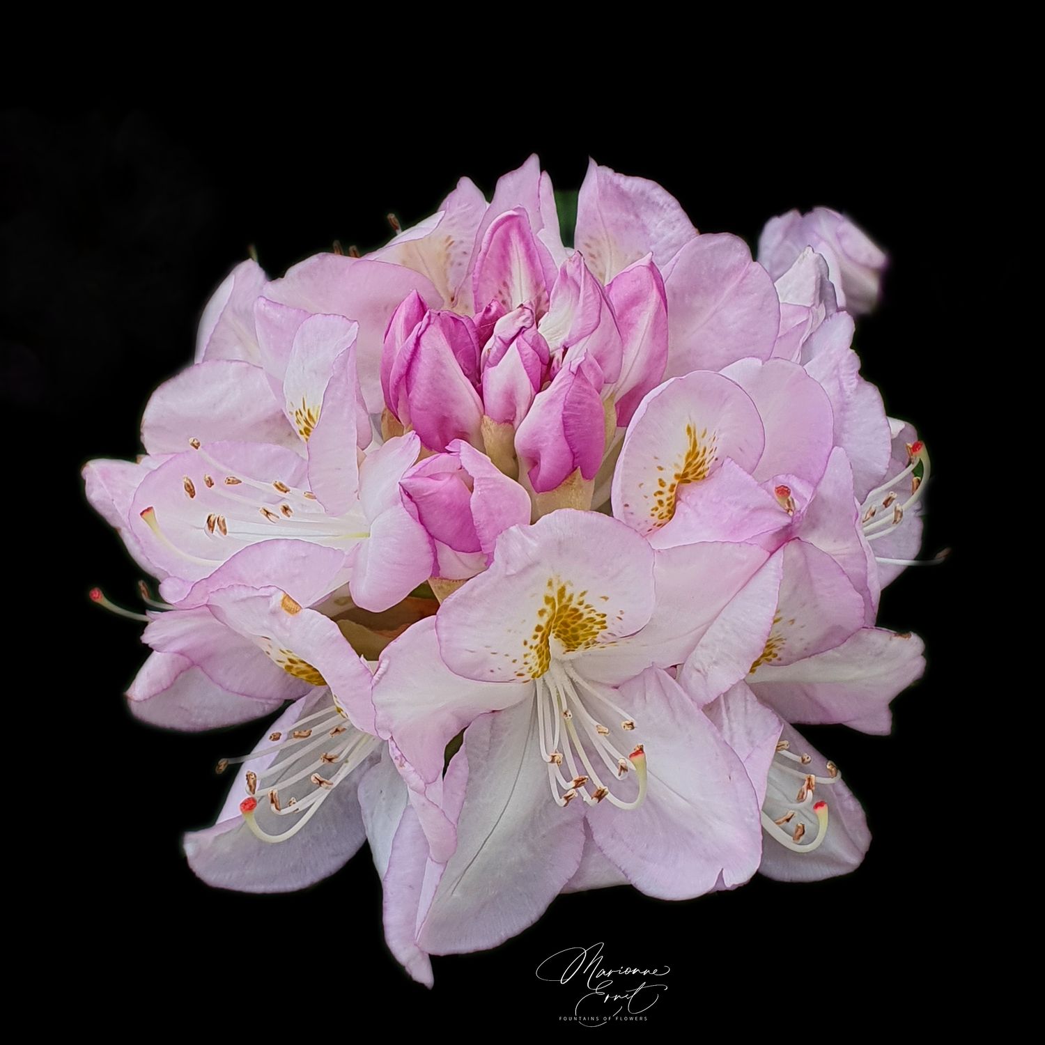 NFT,s Flowers