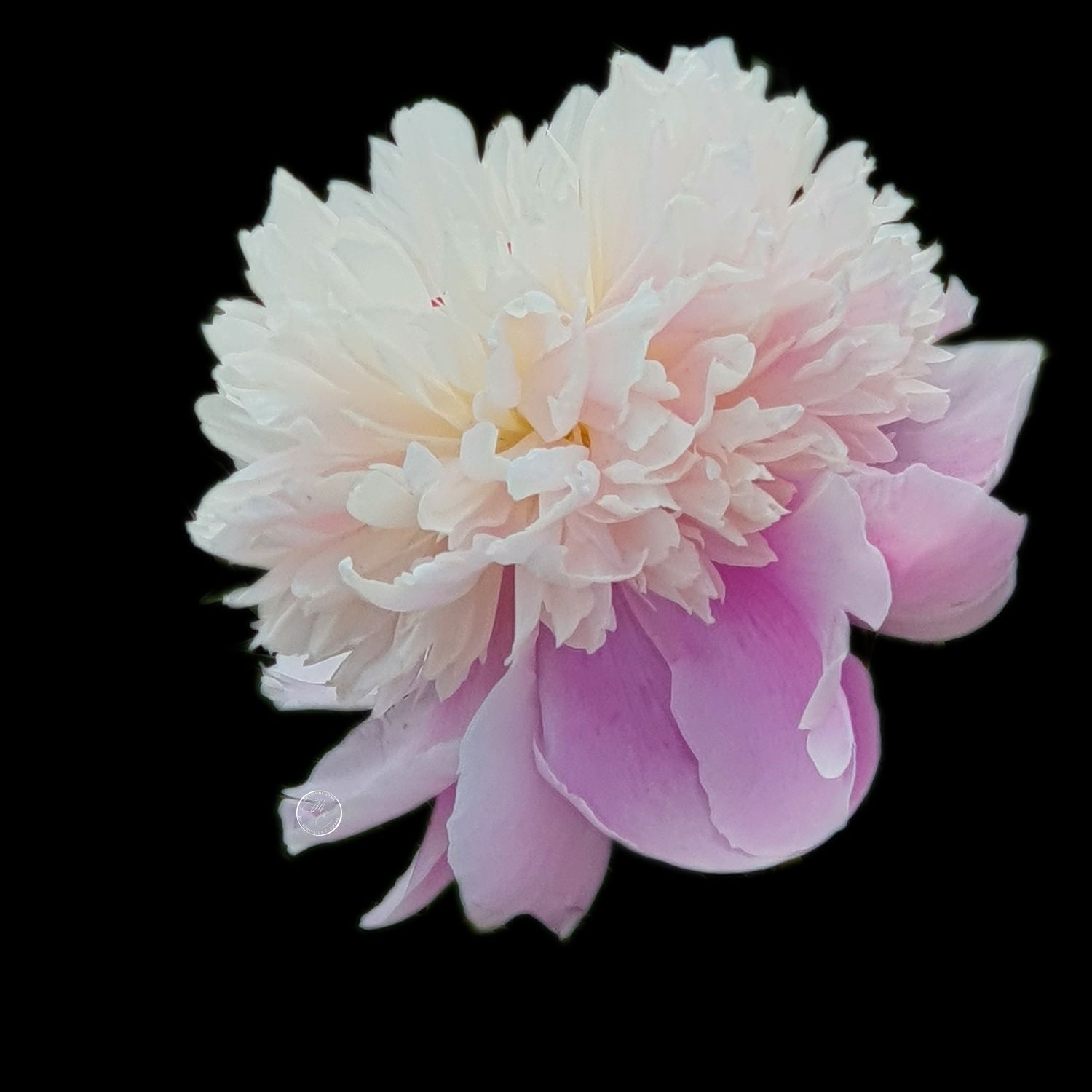 NFT,s Flowers