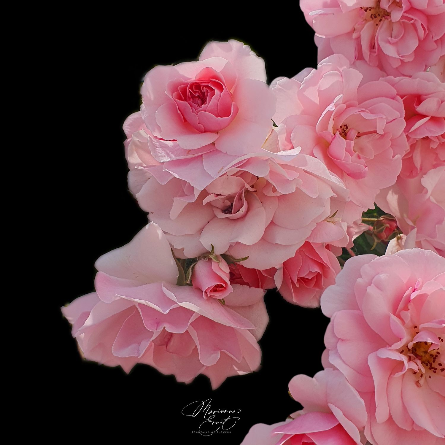 NFT,s Flowers