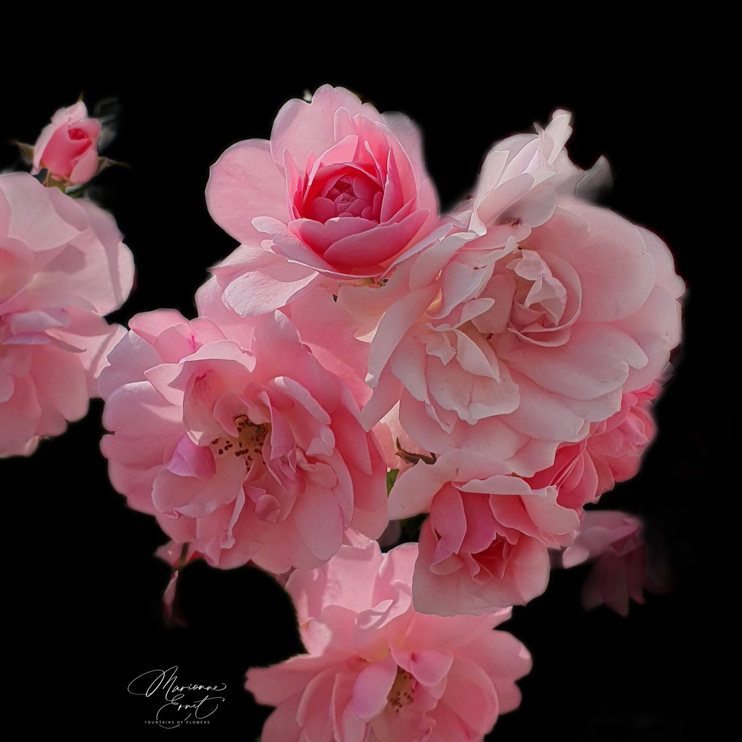 NFT,s Flowers