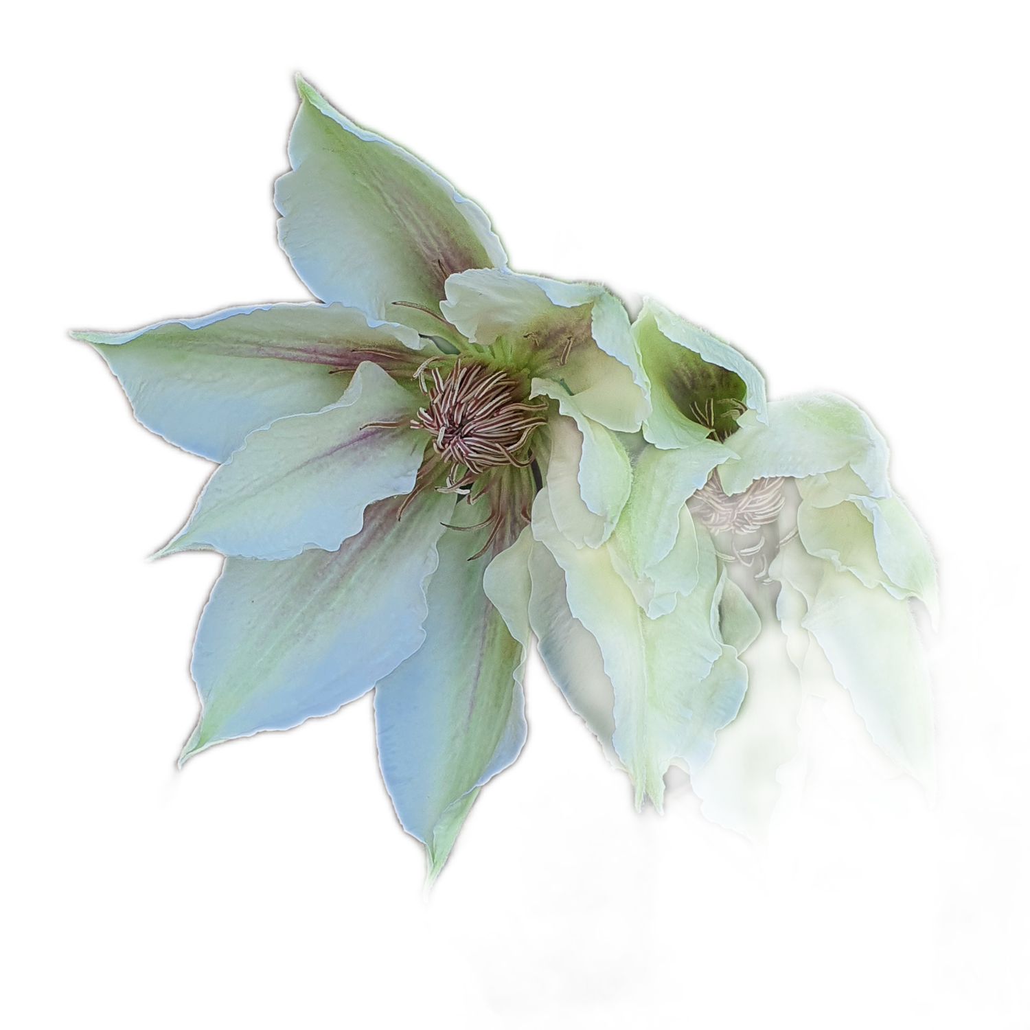 NFT,s Flowers