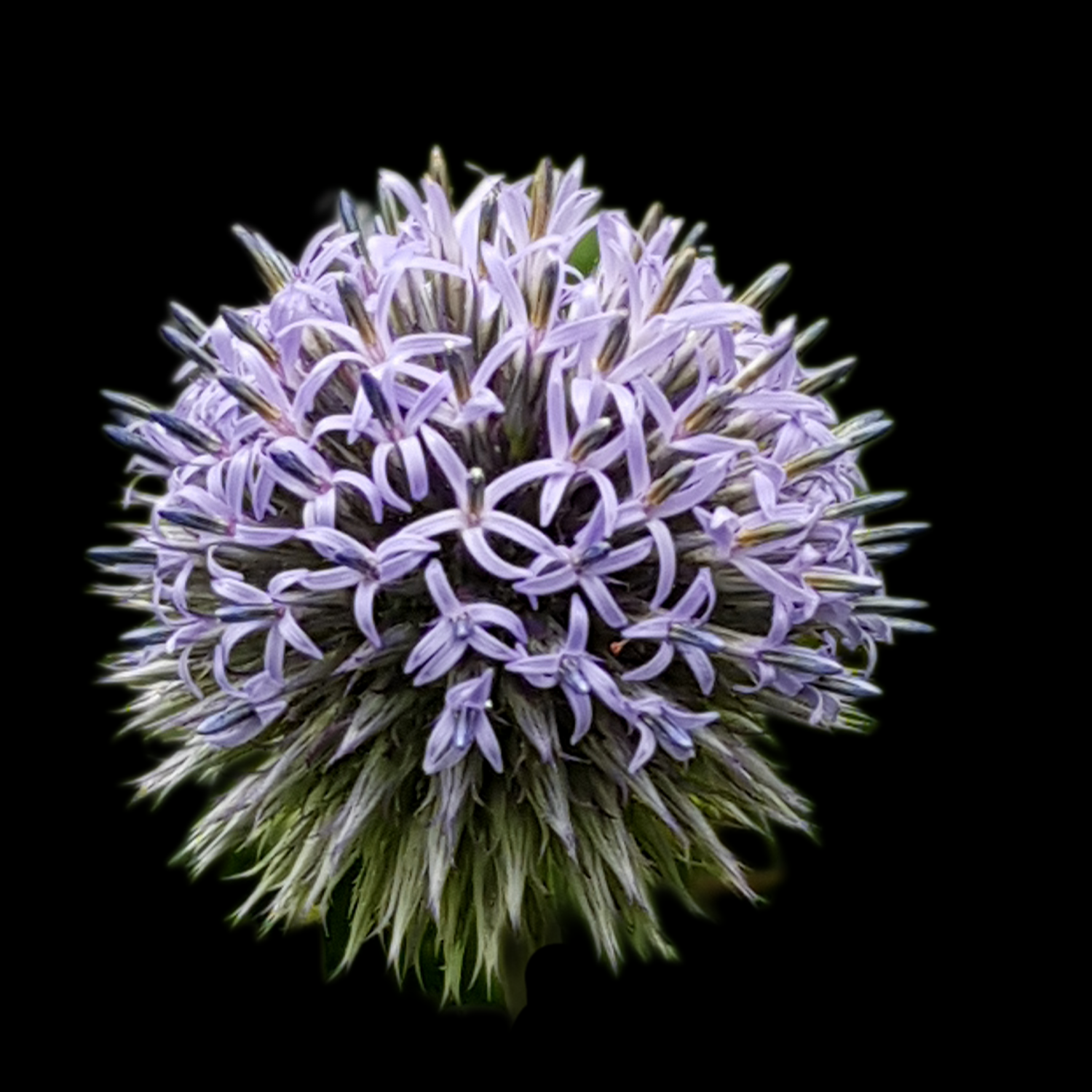 NFT,s Flowers