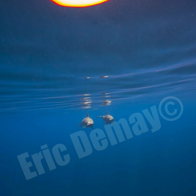 Photo cadre "Dauphins sous le soleil" Format carré