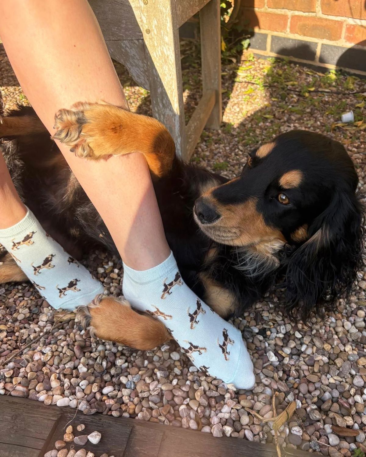 Pamela Mann Spaniel Dog  Mint Trainer Socks Super Soft Bamboo Blend