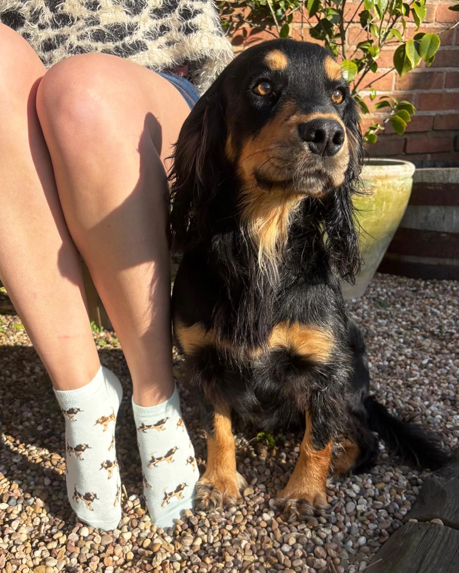 Pamela Mann Spaniel Dog Mint Trainer Socks Super Soft Bamboo Blend