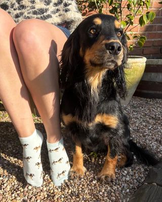 Pamela Mann Spaniel Dog Mint Trainer Socks Super Soft Bamboo Blend