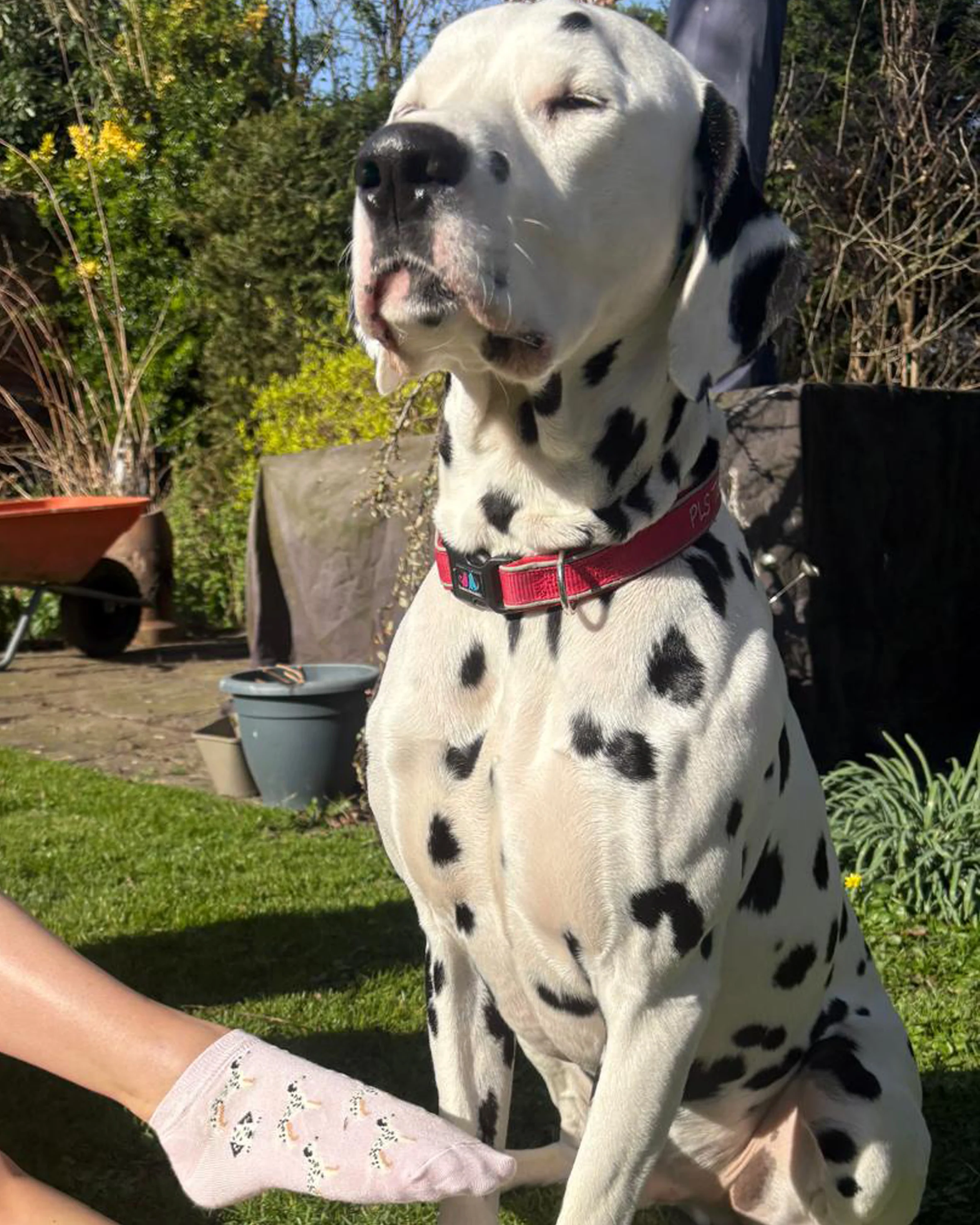 Pamela Mann Dalmatian Dog Pink Trainer Socks Super Soft Bamboo Blend