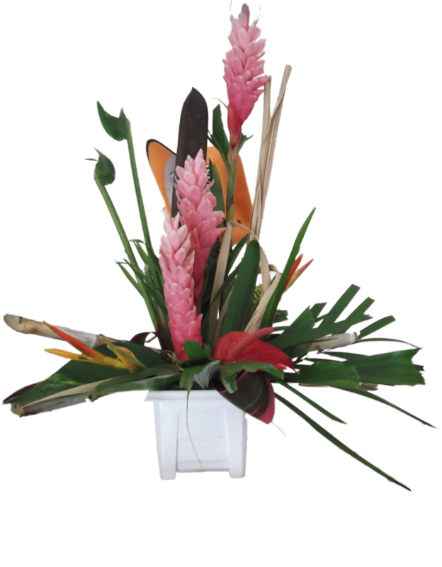 Alpinia Rose